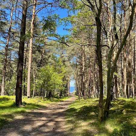 Kaszmirowy - Daire Sztutowo